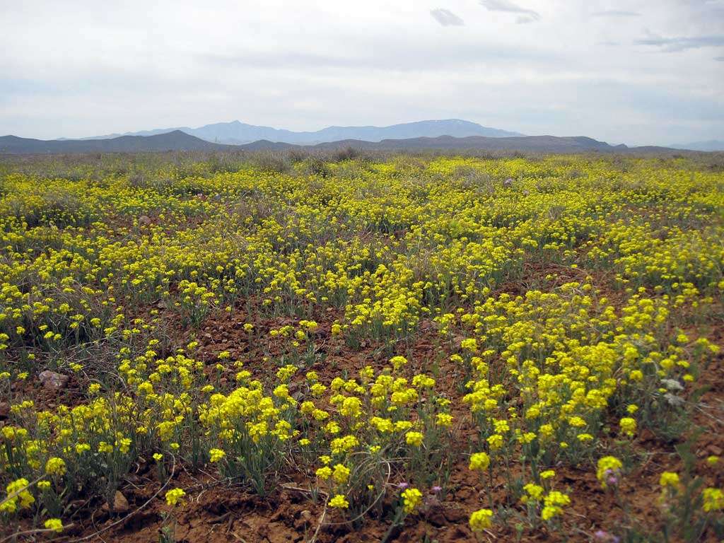 Image of Brassicaceae