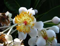 Image of calophyllum