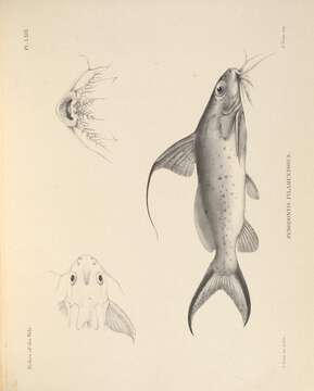 Image of Catfish