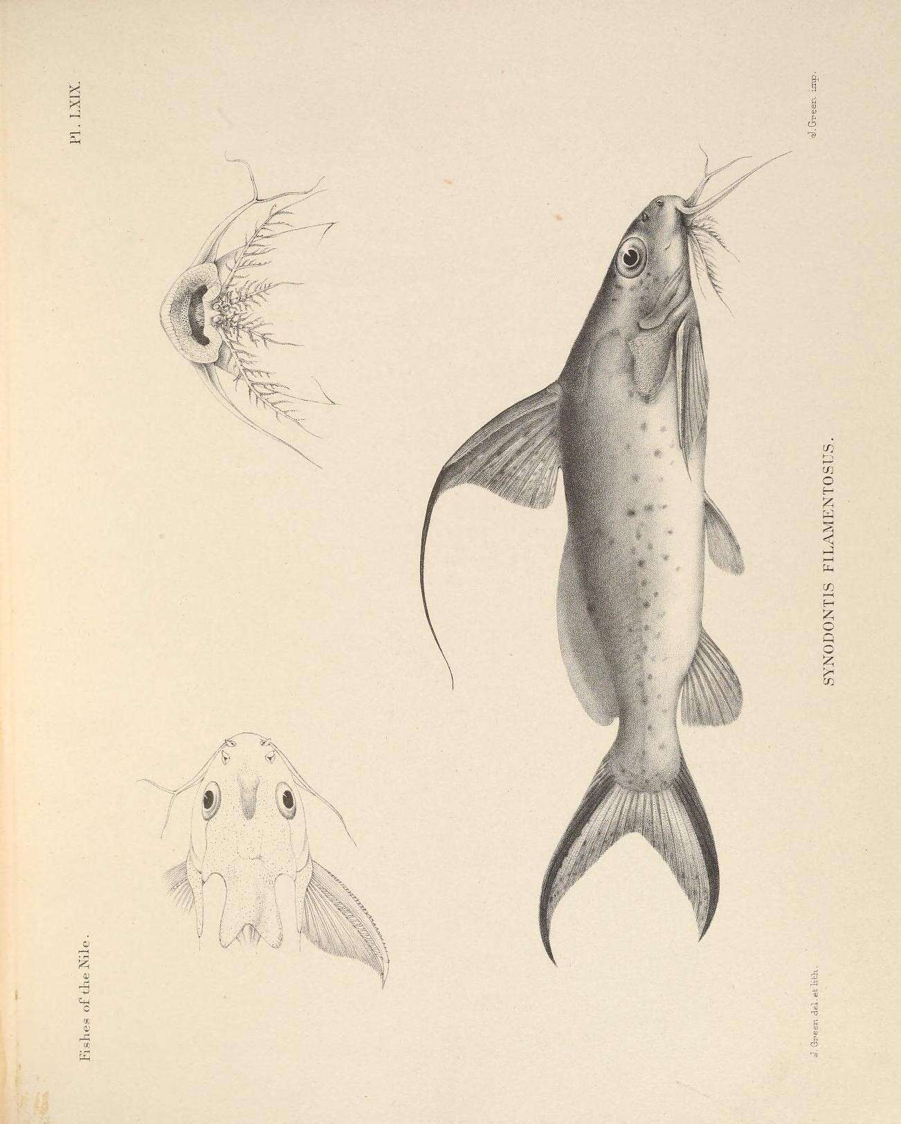 Synodontis filamentosus Boulenger 1901 resmi