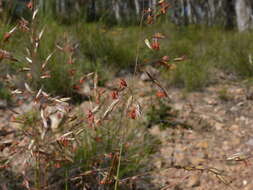 Image of Rytidosperma pallidum (R. Br.) A. M. Humphreys & H. P. Linder