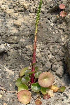 Image of Horizontal navelwort