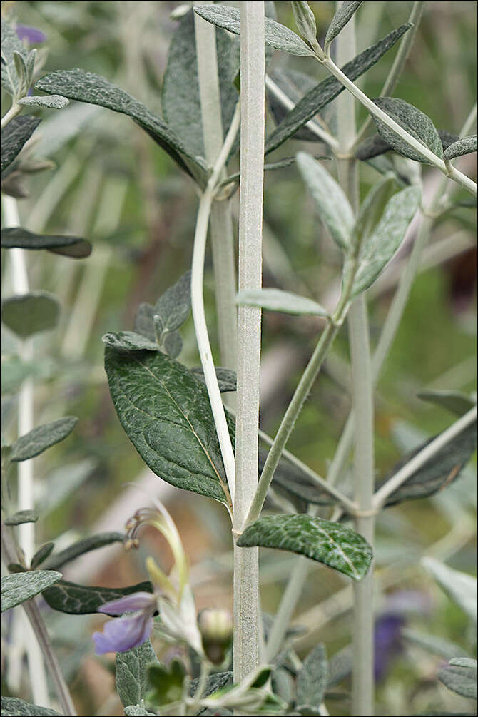 Слика од Teucrium fruticans L.