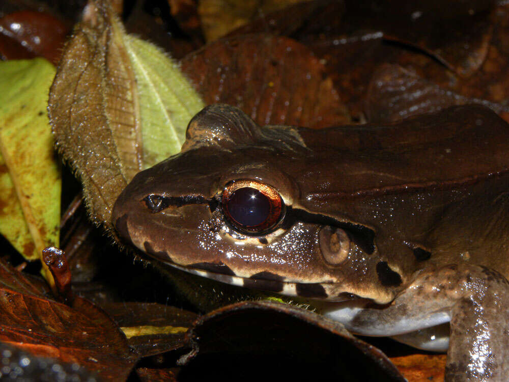 Image of Savage's Thin-toed Frog