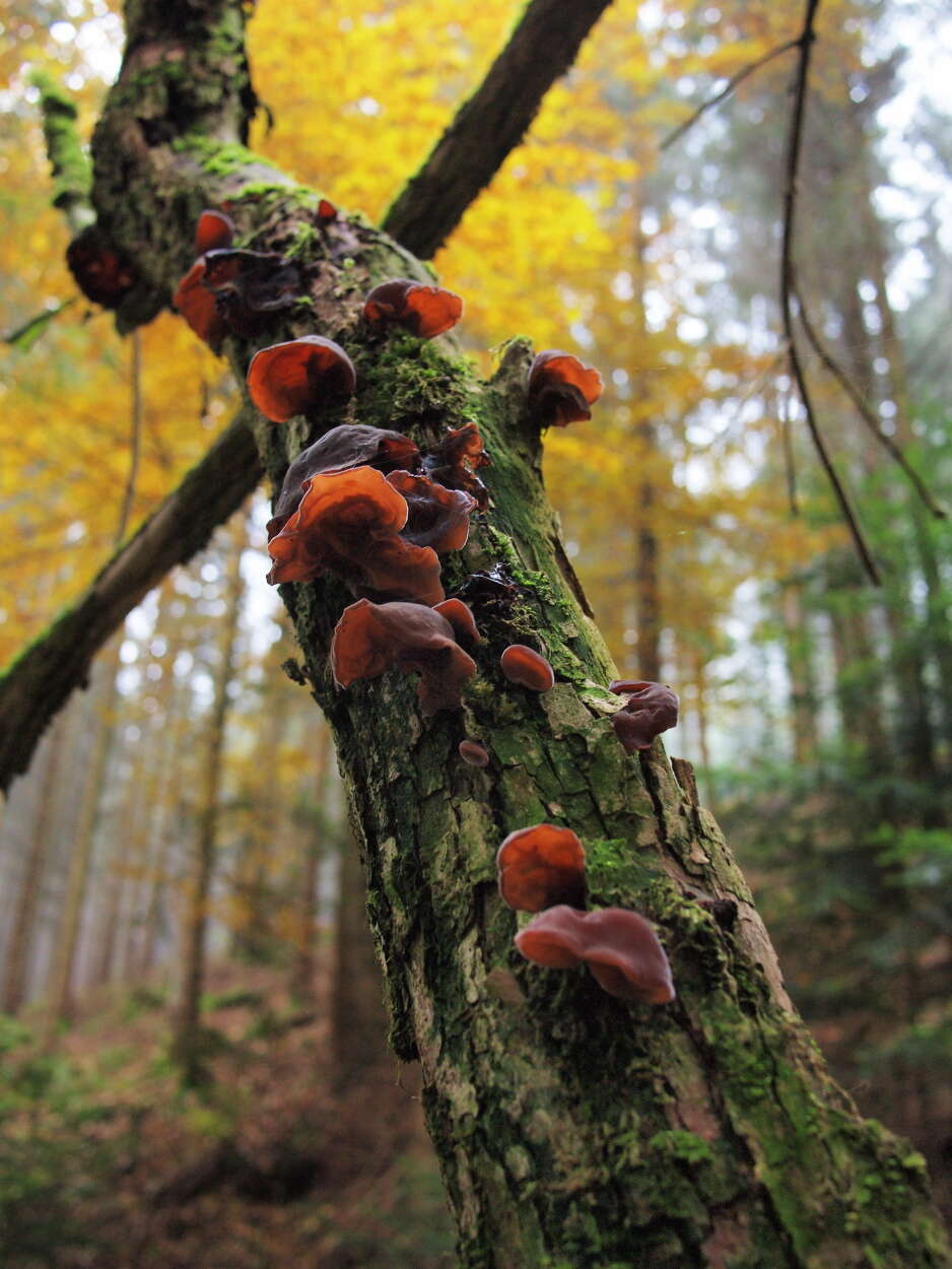 Image of ear fungus