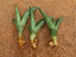 Image of Sansevieria burdettii Chahin.