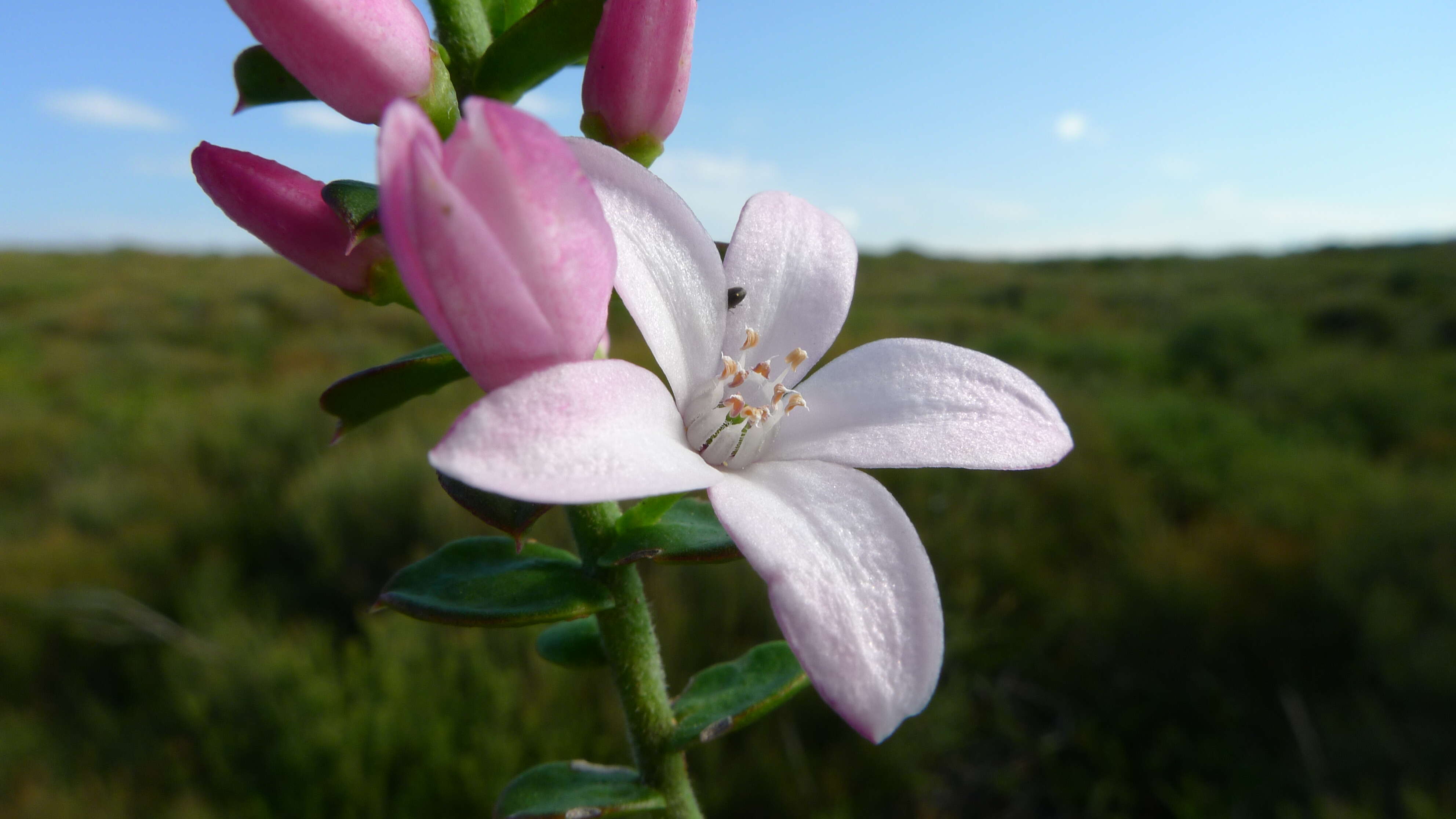 Philotheca buxifolia (Sm.) Paul G. Wilson resmi