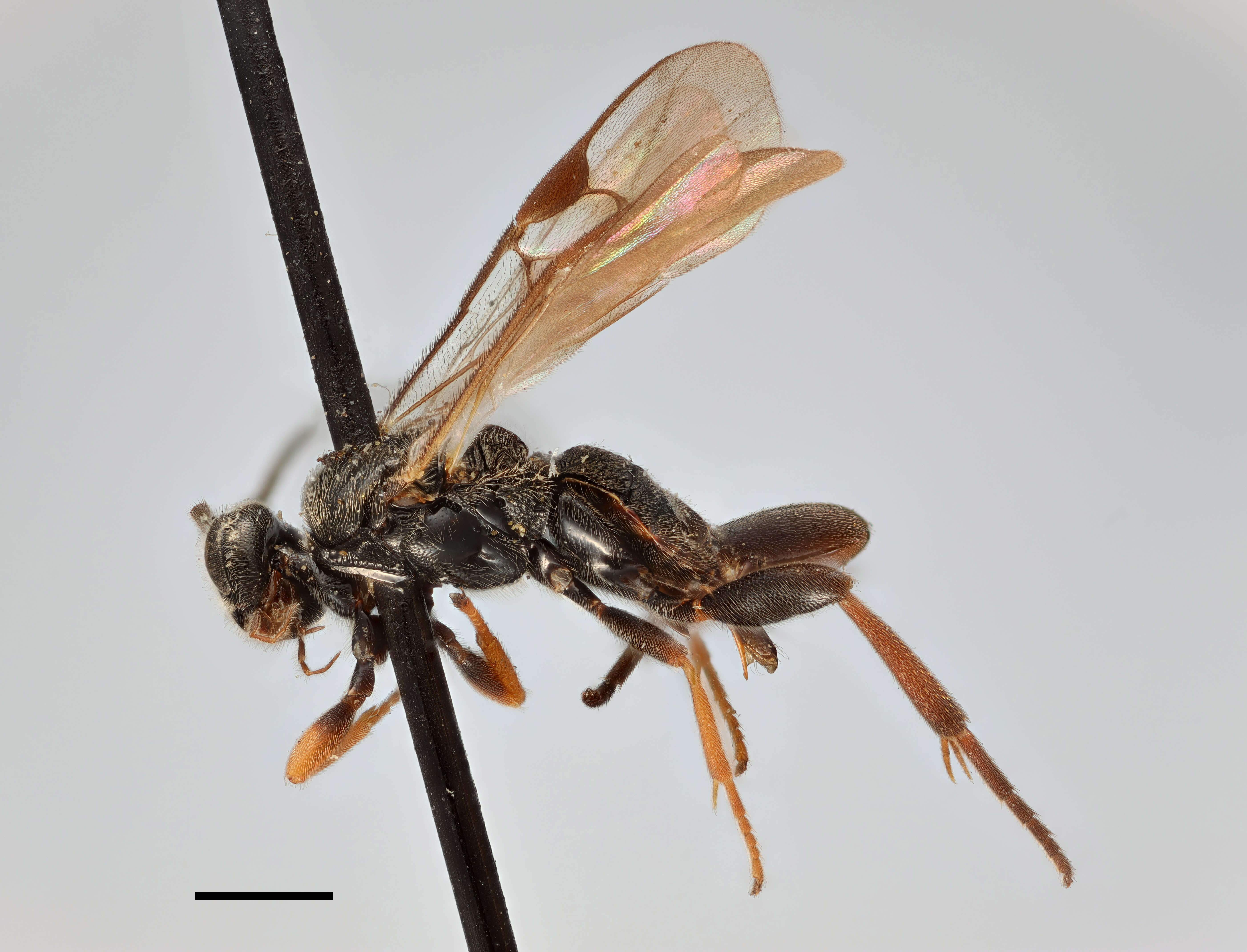 Image of Microgaster luctuosa Haliday 1834