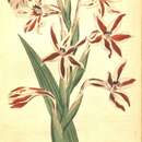 Image of Watsonia roseo-alba