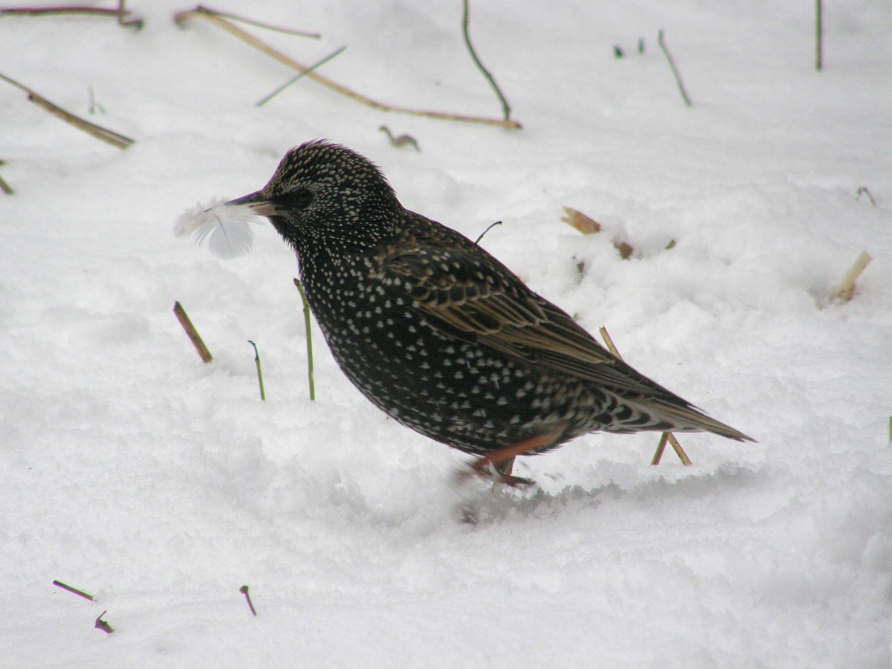 Image of Sturnus Linnaeus 1758