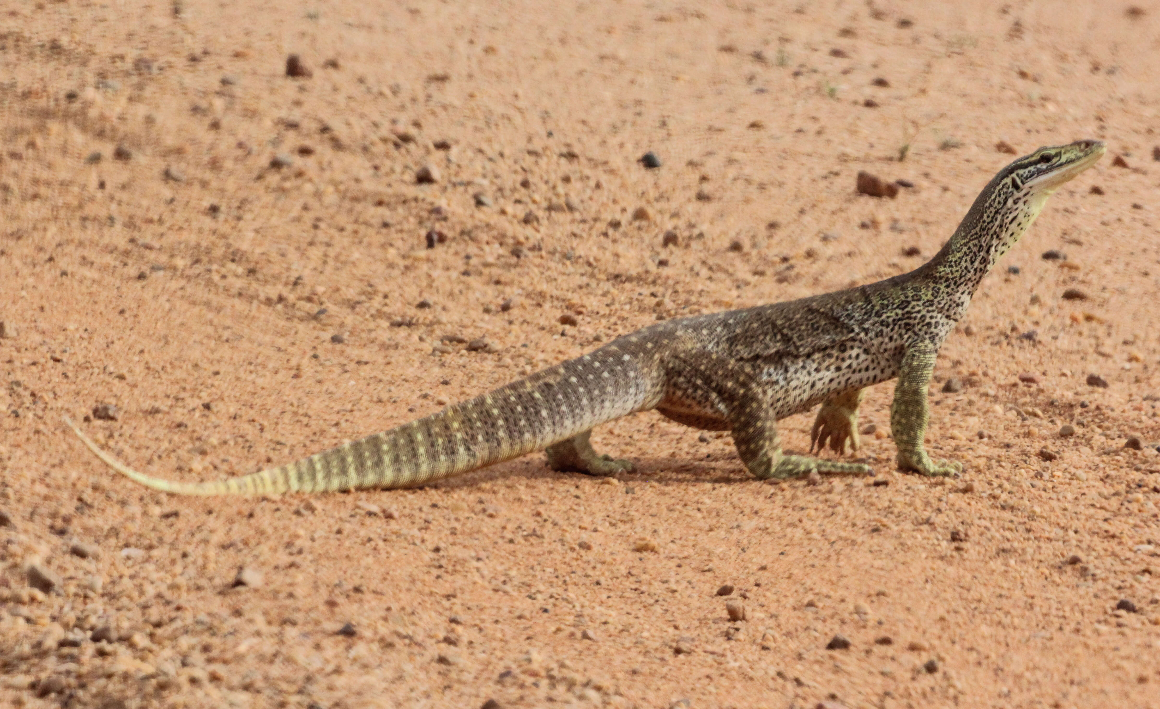 Image of monitor lizards