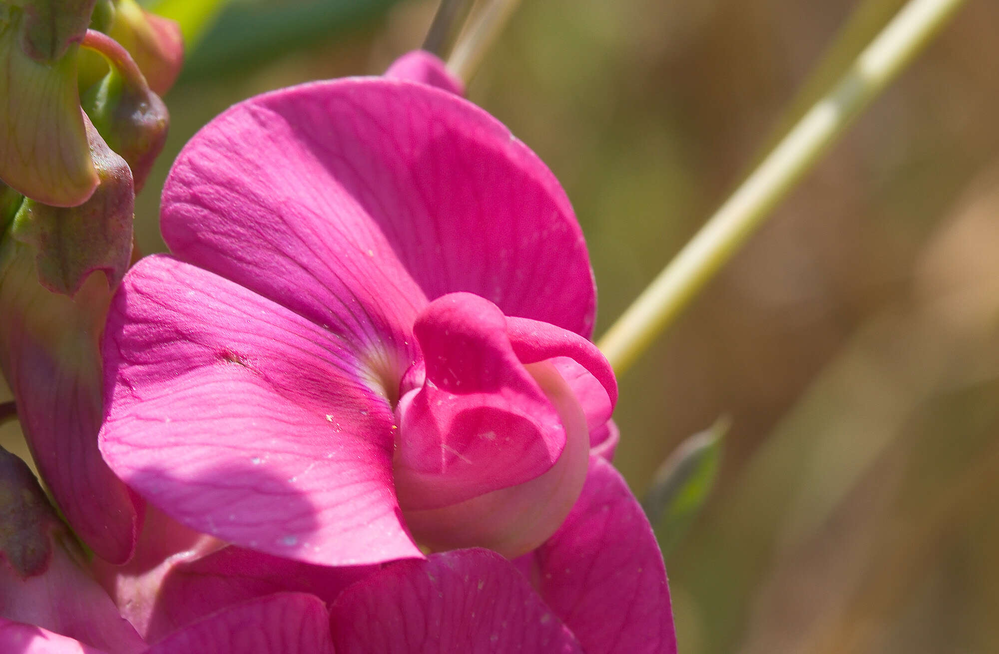 Image of Everlasting pea