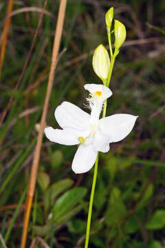 Image of tuberous grasspink