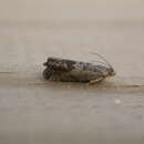 Image of gorse pod moth