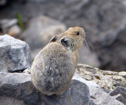 Image of Collared Pika