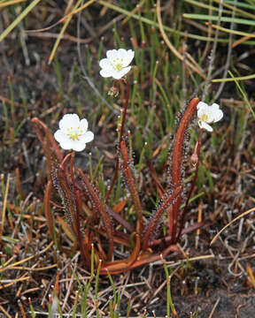 Image of Drosera arcturi Hook.