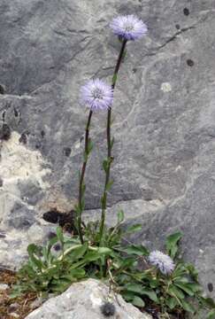 Image of Globe Daisies