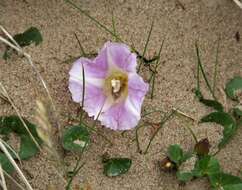 Image of Calystegia