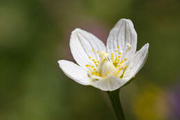 Слика од Parnassia palustris L.