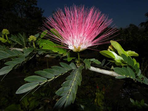 Image de Calliandra