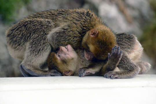 Image of Barbary Ape