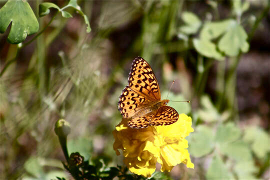 Image of Atlantis Fritillary