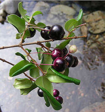 صورة Luma apiculata (A. P. de Candolle) Burret