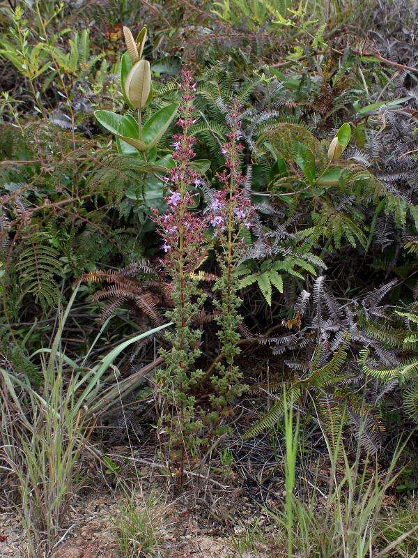 Image of Fritzschia lanceiflora (DC.) M. J. Rocha & P. J. F. Guim.