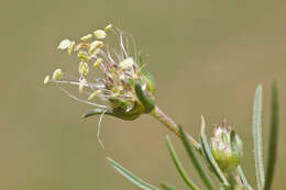 Imagem de Plantago cynops