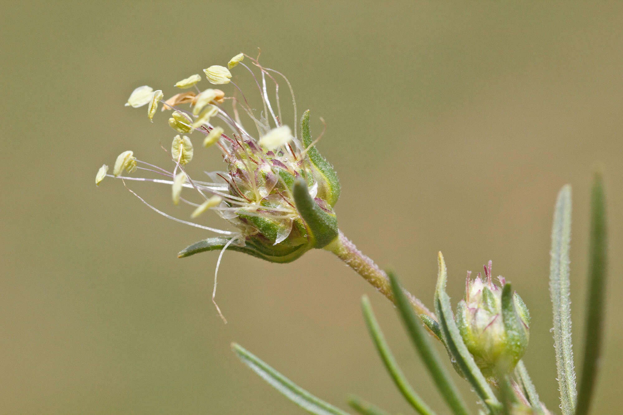 Imagem de Plantago cynops