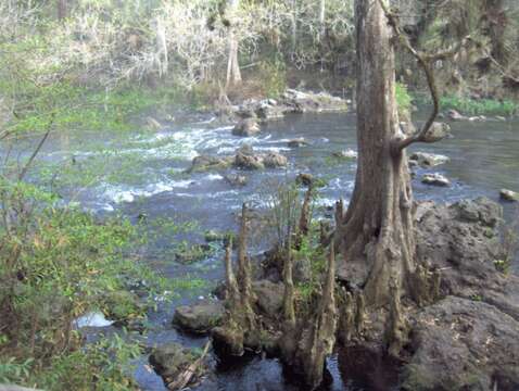 Image of bald cypress