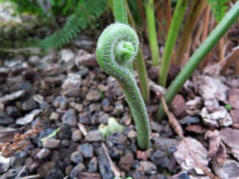 Image of Limp-Leaf Fern