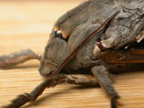 Image of Labyrinthine Ghost Moth