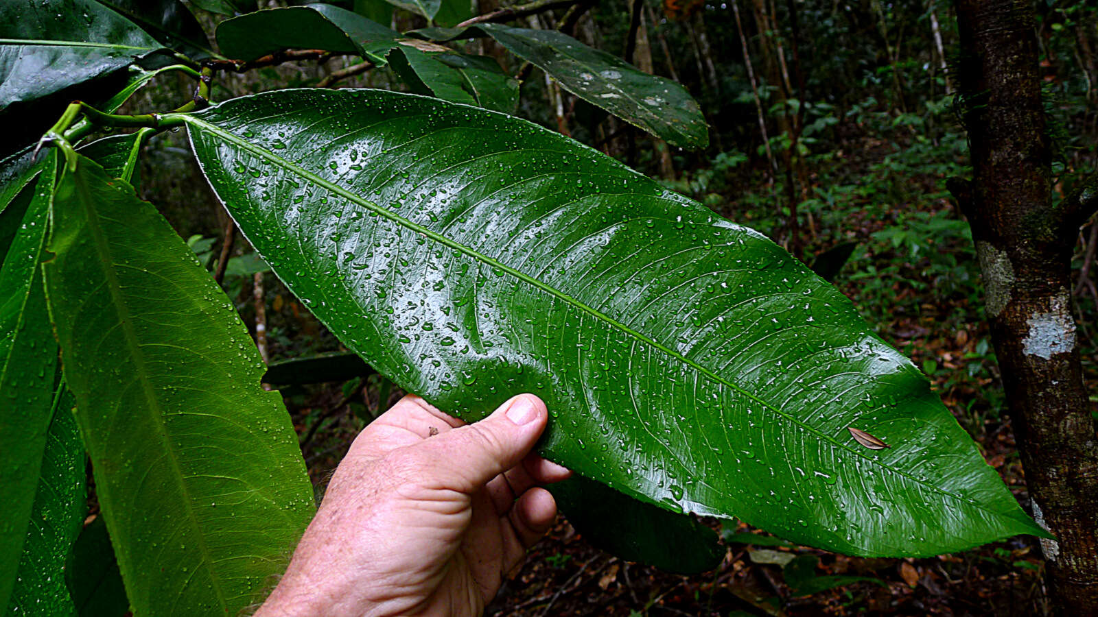 صورة Ouratea gigantophylla (Erhard) Engl.