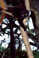 Image of Black Lemur