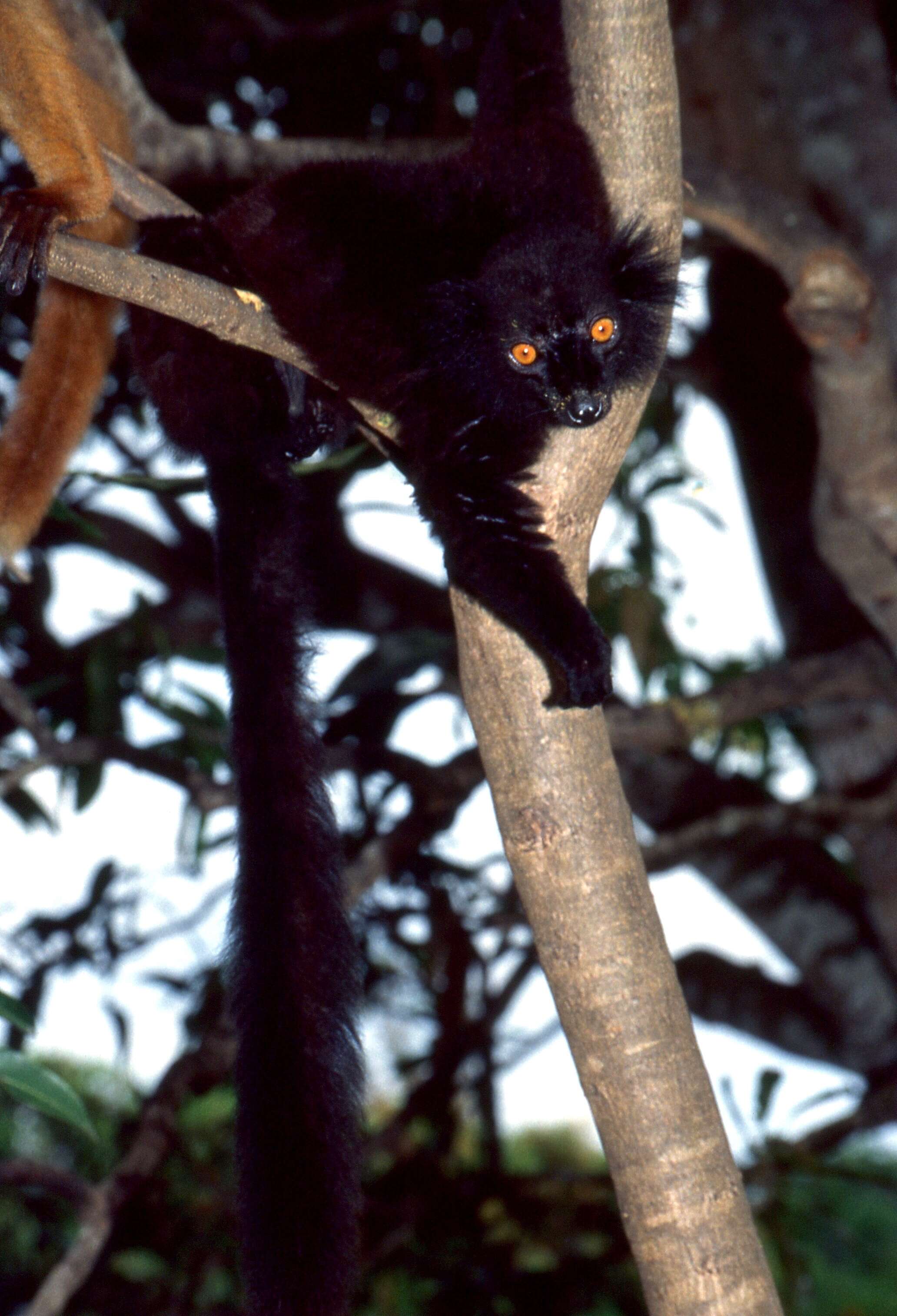 Image of true lemur