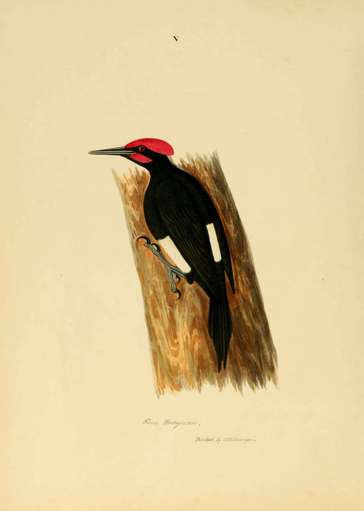 Image of Dryocopus javensis hodgsonii (Jerdon 1840)