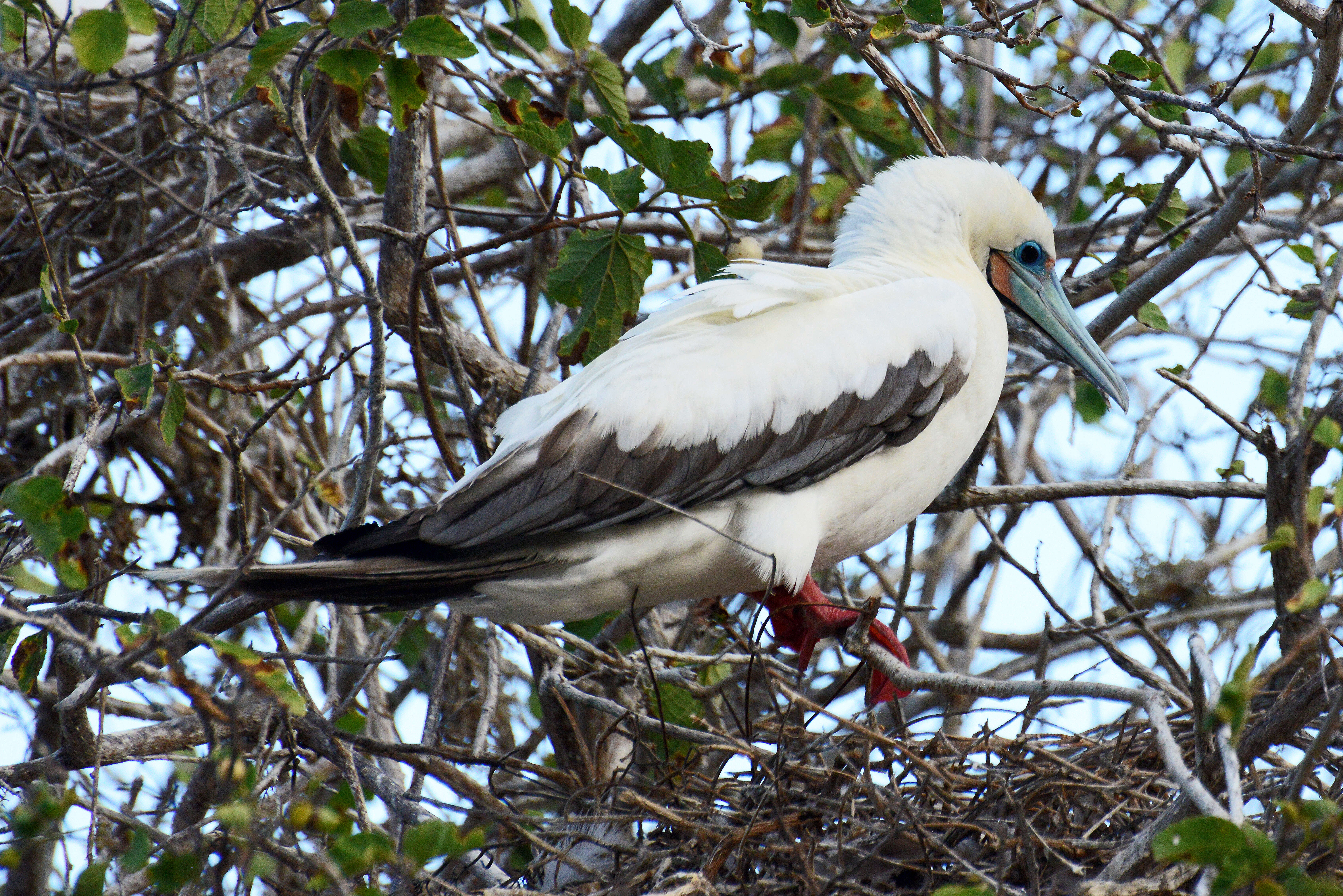 Image of Red-footed Booby