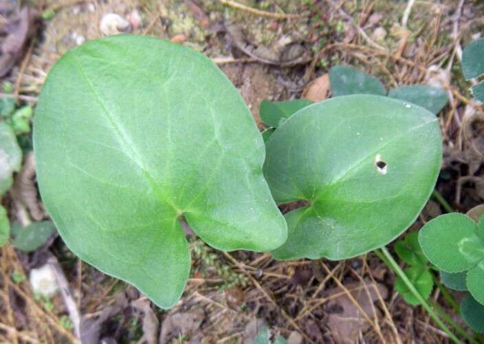 Image of Arisarum