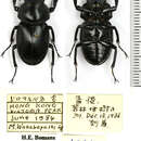 Image of Neolucanus sinicus championi Parry 1864