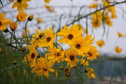 Image of willowleaf sunflower