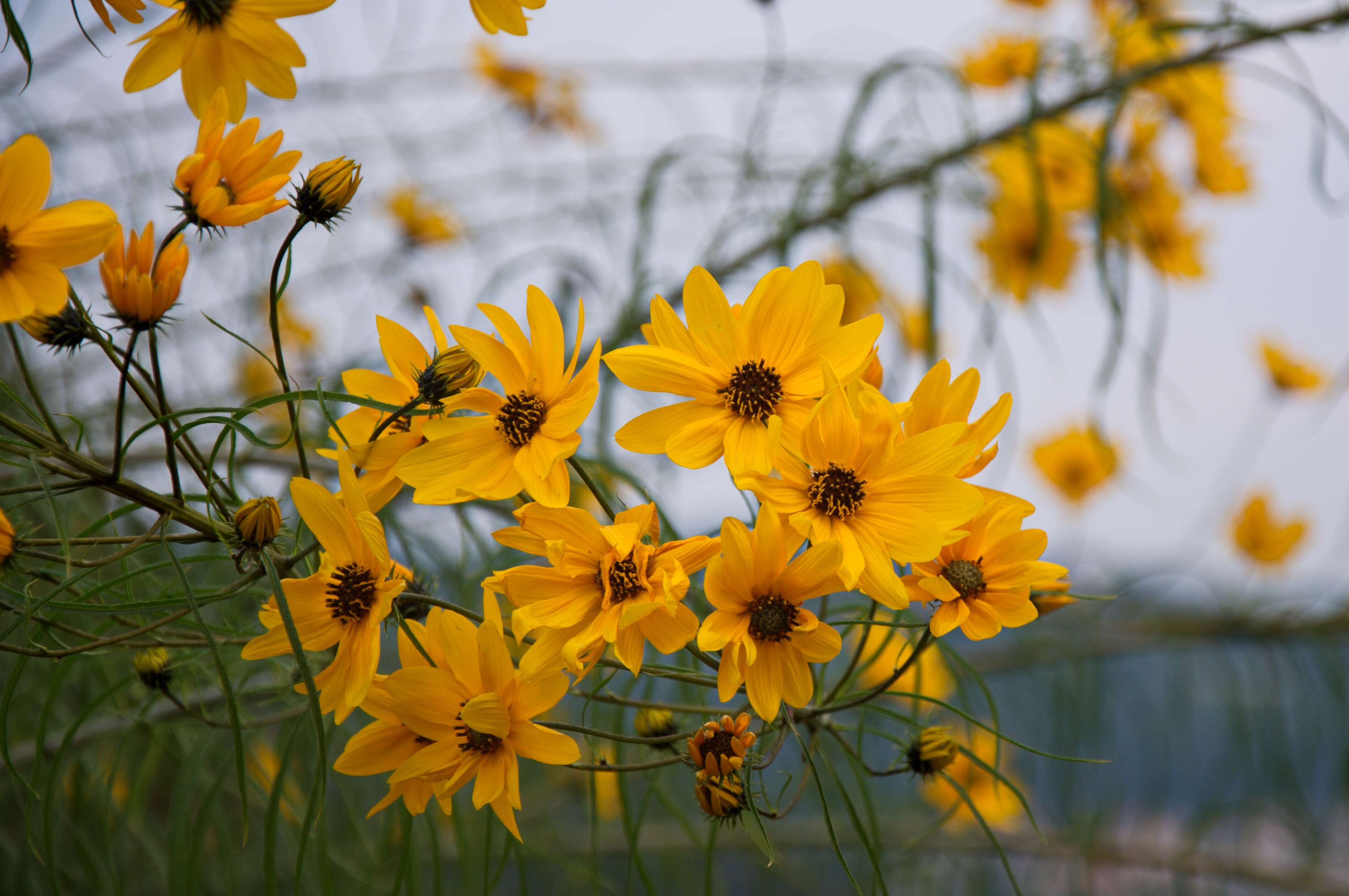 Image of willowleaf sunflower