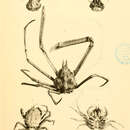 Image de Rochinia hertwigi (Doflein 1904)