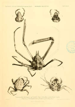Image of Rochinia A. Milne-Edwards 1875