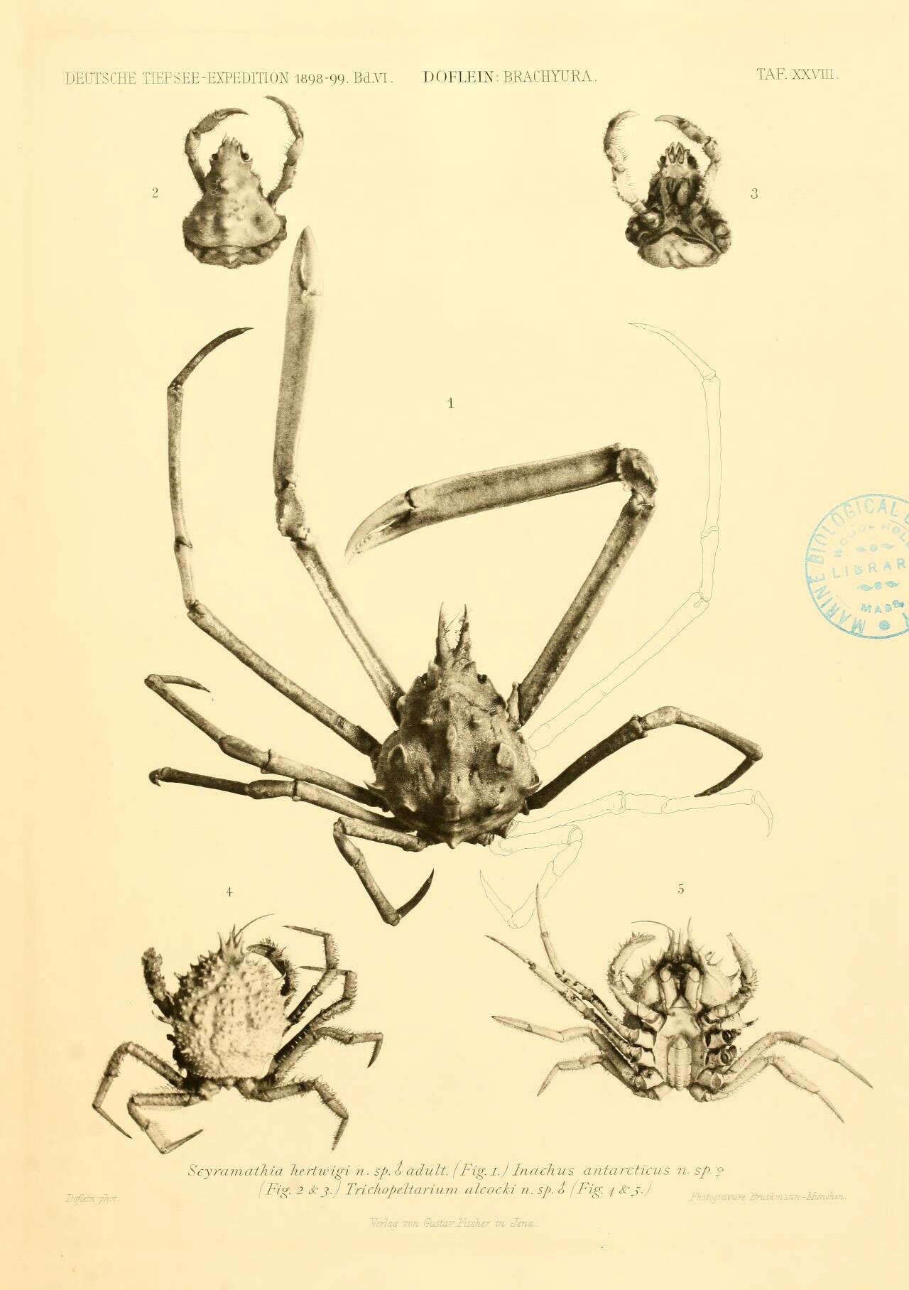 Слика од Majoidea Samouelle 1819