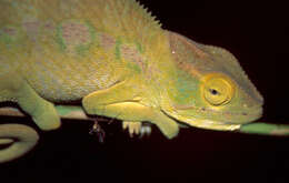 Image of Malagasy chameleons