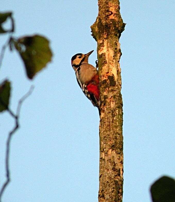 Image of Great Spotted Woodpecker