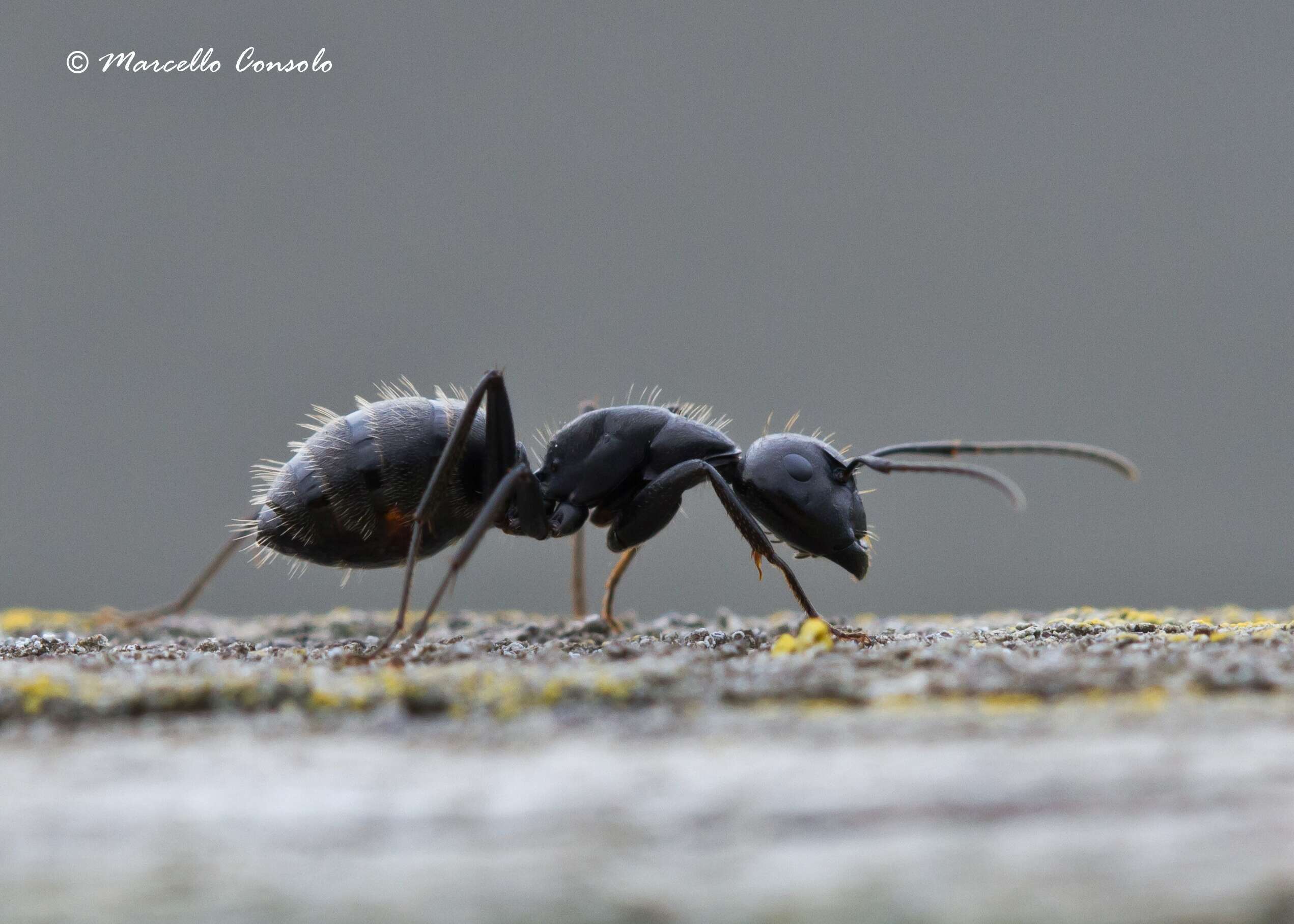 Image of Carpenter ant