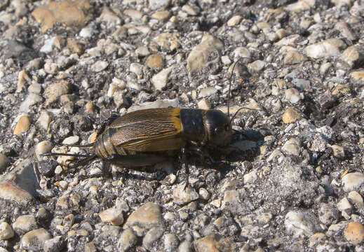 Image of Field Crickets