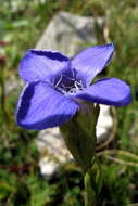 Image of GENTIANACEAE